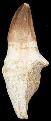 Rooted Mosasaur Tooth - Morocco #38173